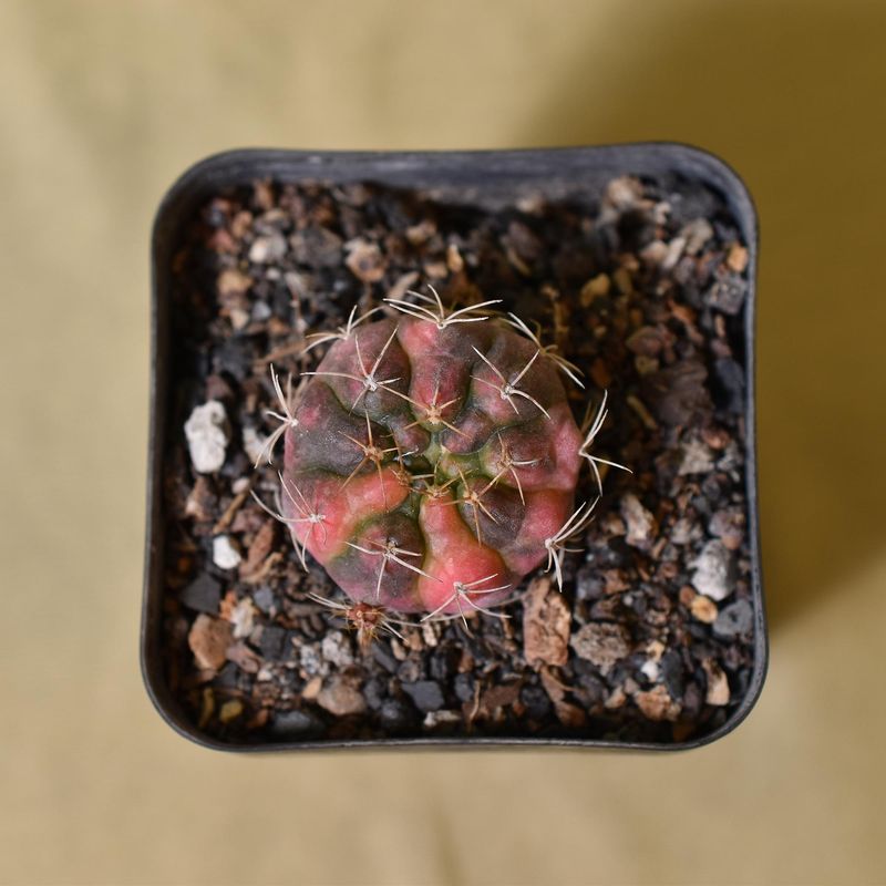 Gymnocalycium proliferum vareigated