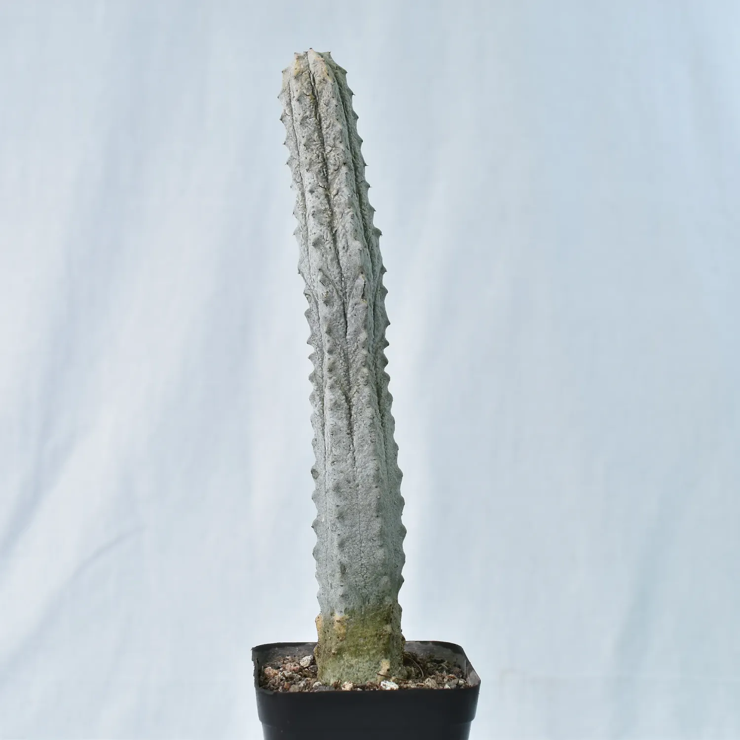 Euphorbia abdelkuri