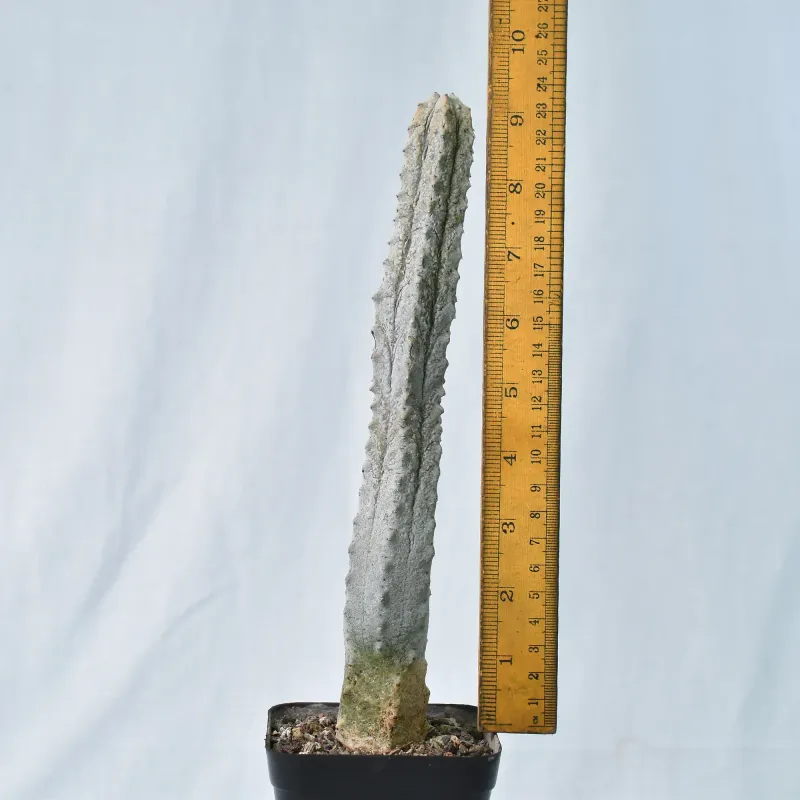 Euphorbia abdelkuri