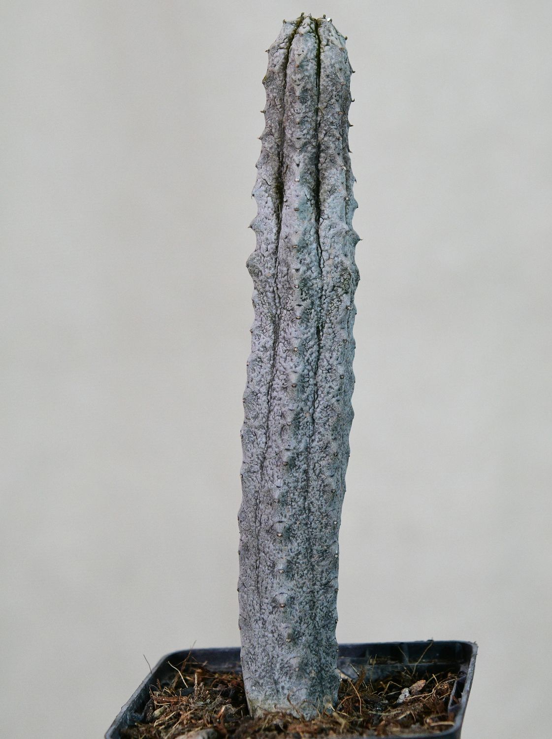 Euphorbia abdelkuri in nursery pot