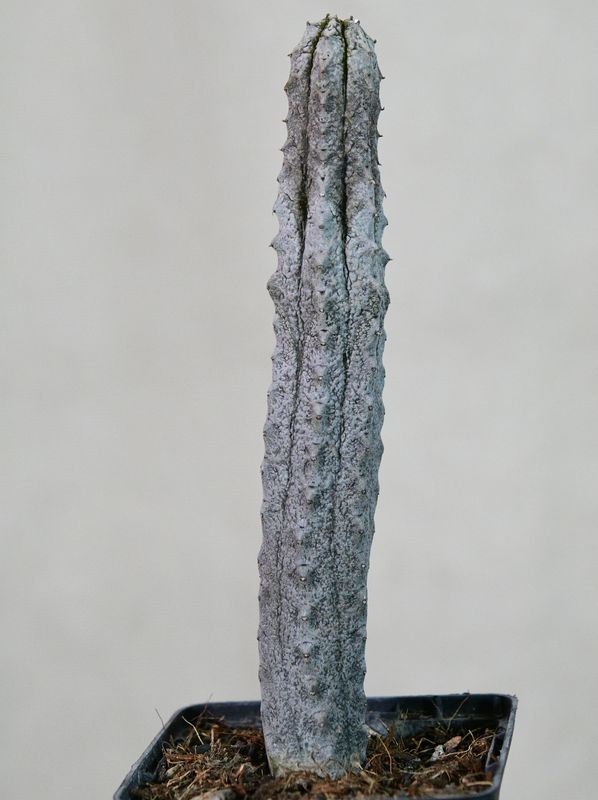 Euphorbia abdelkuri in nursery pot
