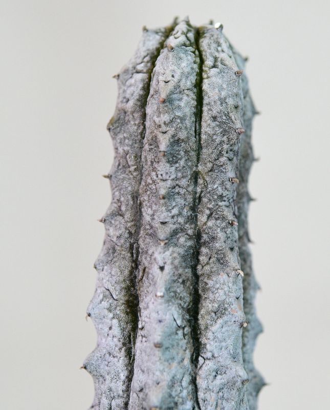 Euphorbia abdelkuri close-up of stem detail