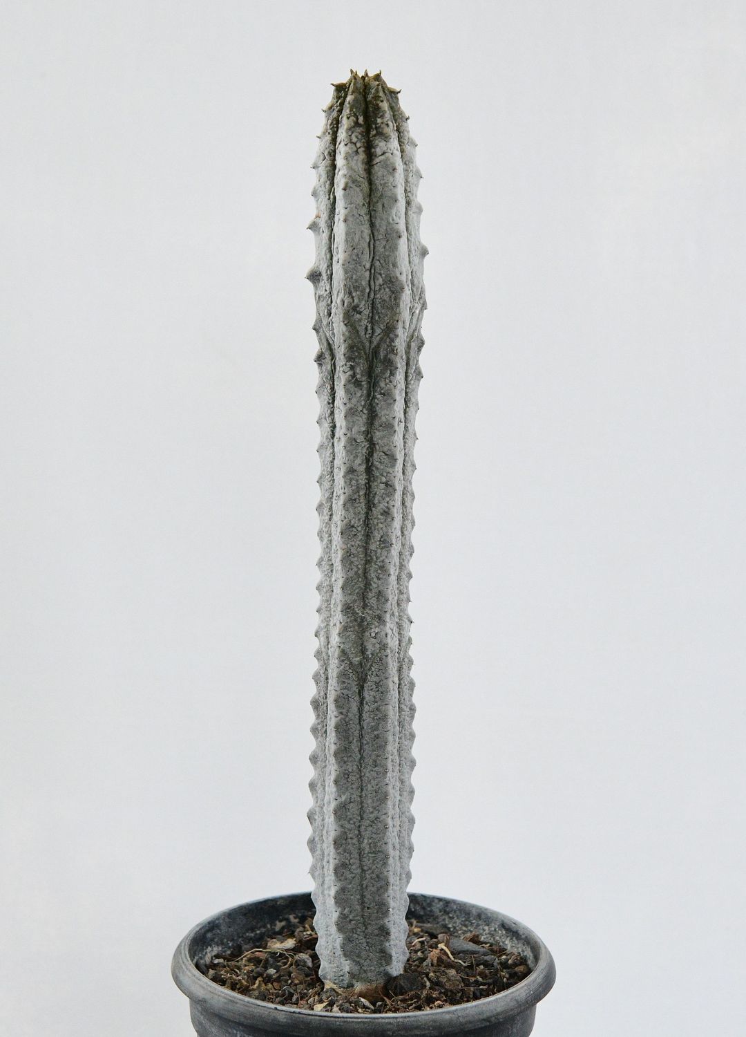 Euphorbia abdelkuri