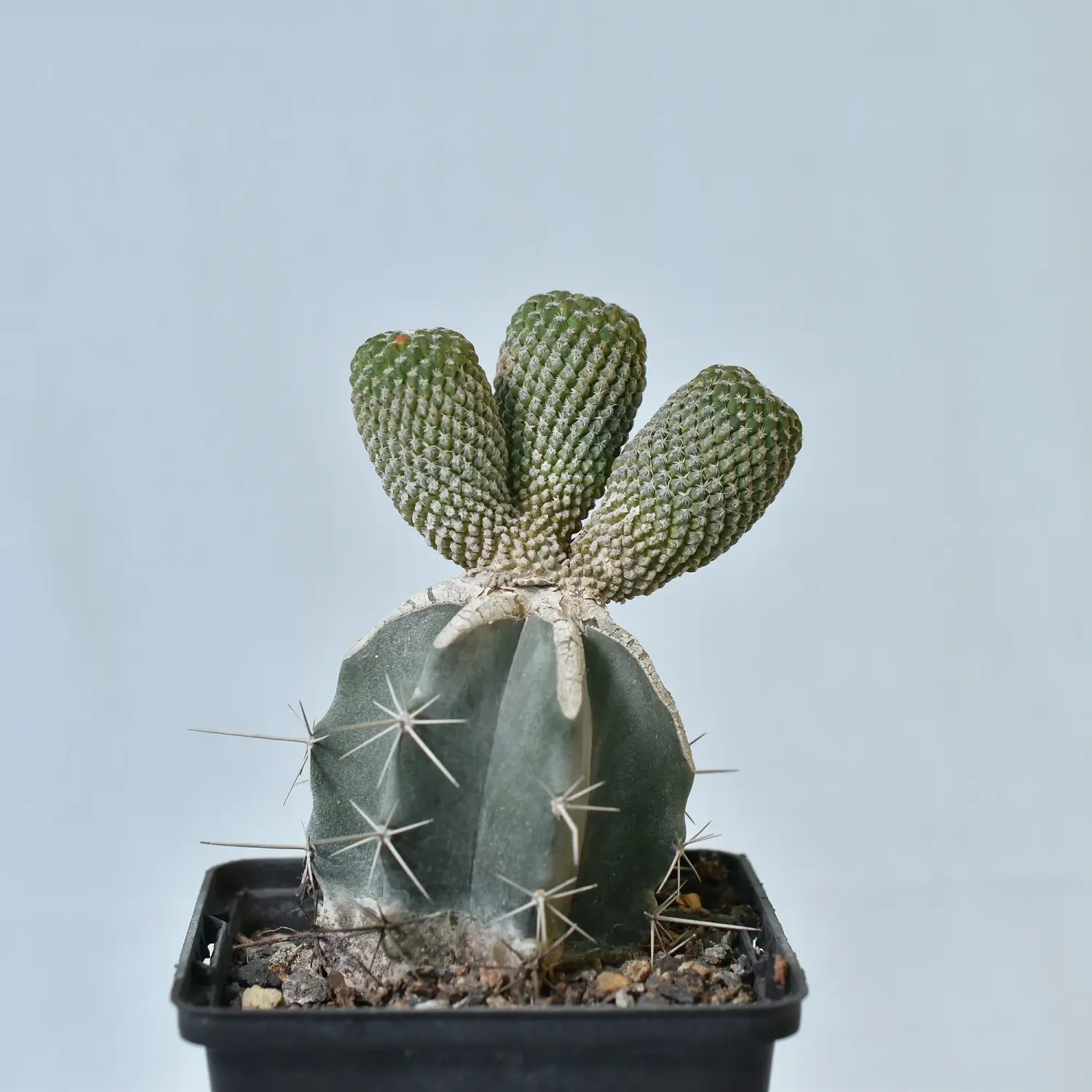 Turbinicarpus valdezianus CREST
