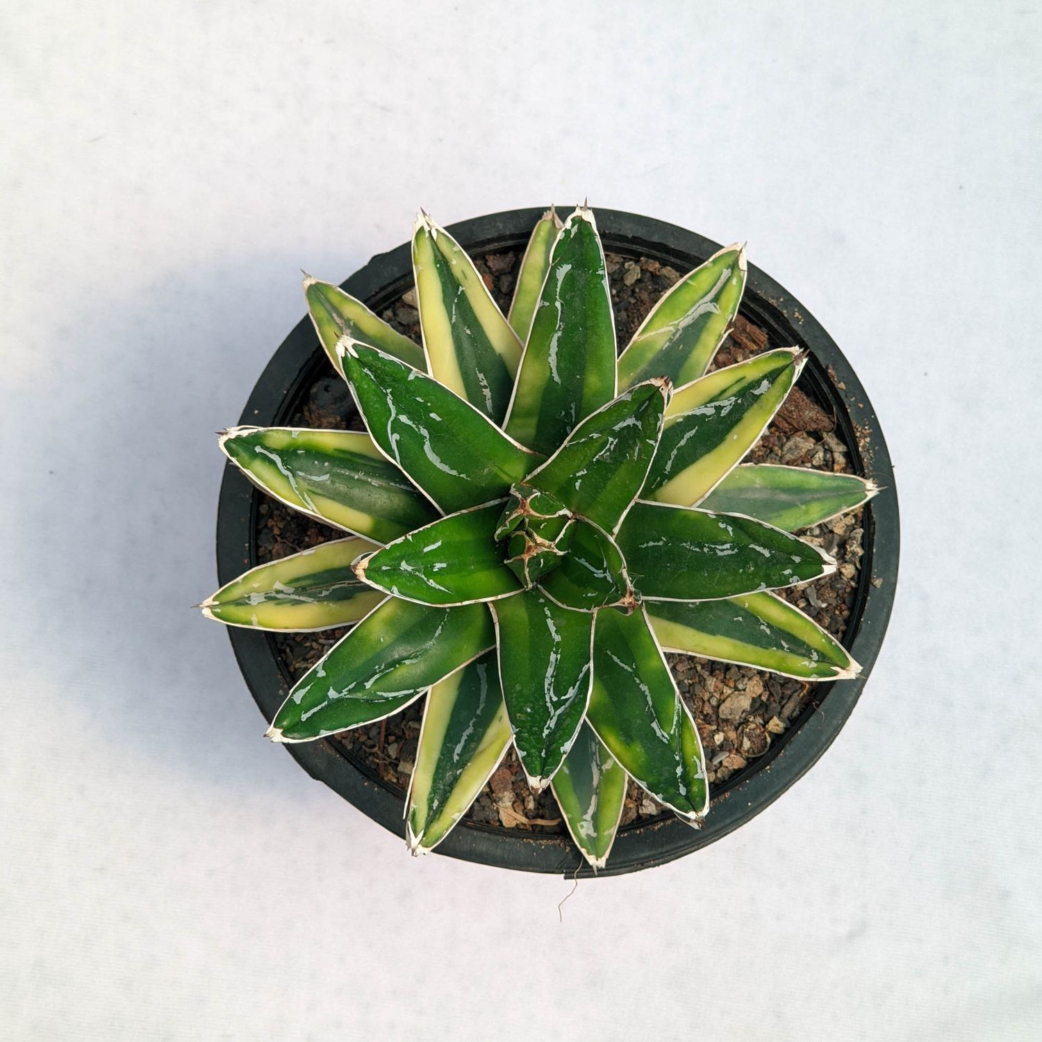 Agave victoria reginae Variegated cv  Kizan