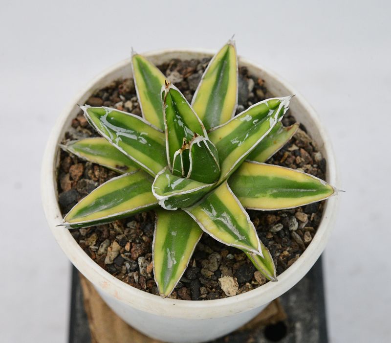 Agave victoria reginae Variegated cv Kizan Agave victoria reginae Variegated cv Kizan