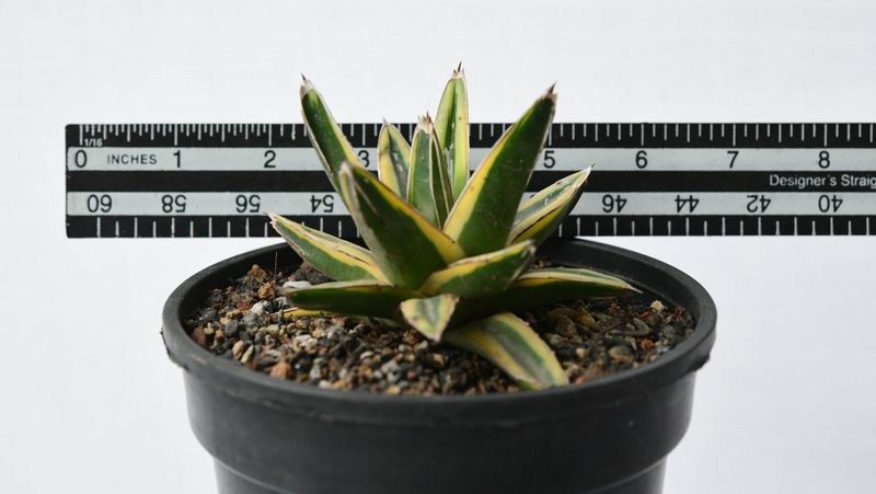 Agave victoria reginae Variegated cv Kizan with ruler for size reference