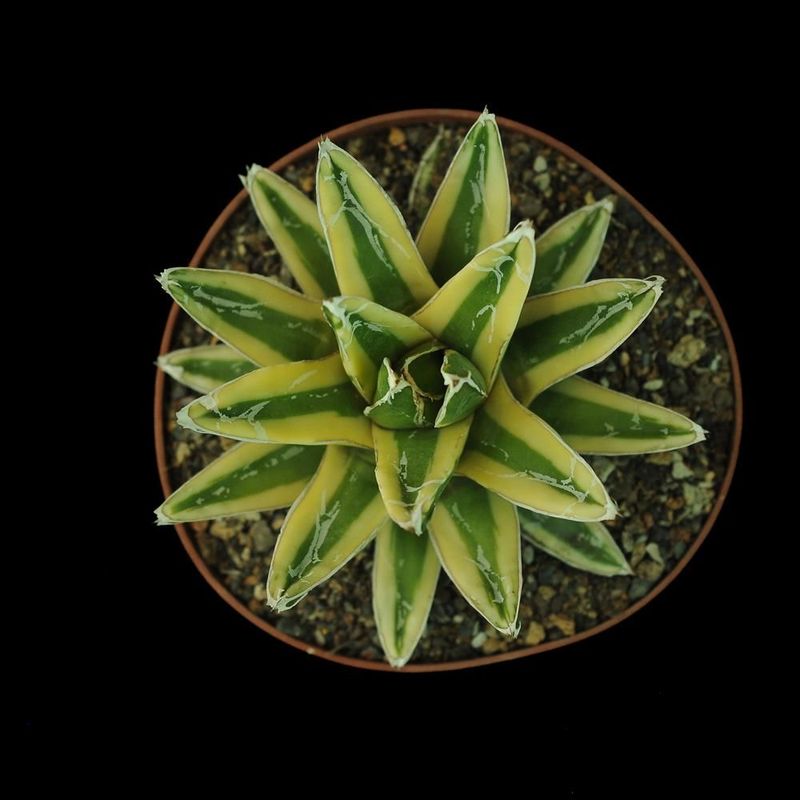 Agave victoria reginae Variegated cv Kizan Agave victoria reginae Variegated cv Kizan top-down view in terra cotta pot