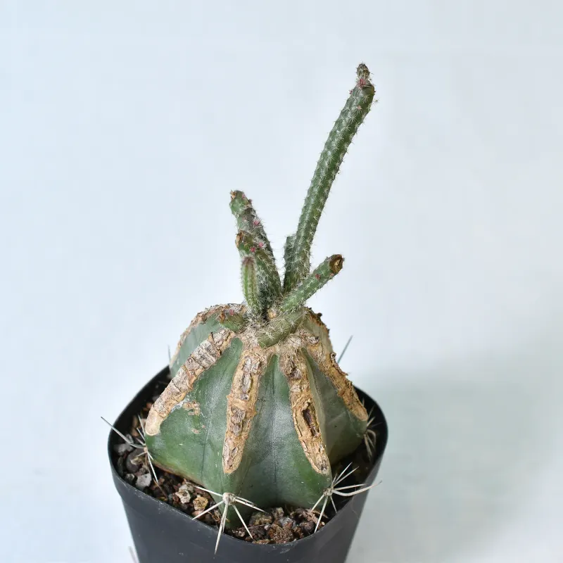 Wilcoxia Schmollii (Echinocereus schmollii)