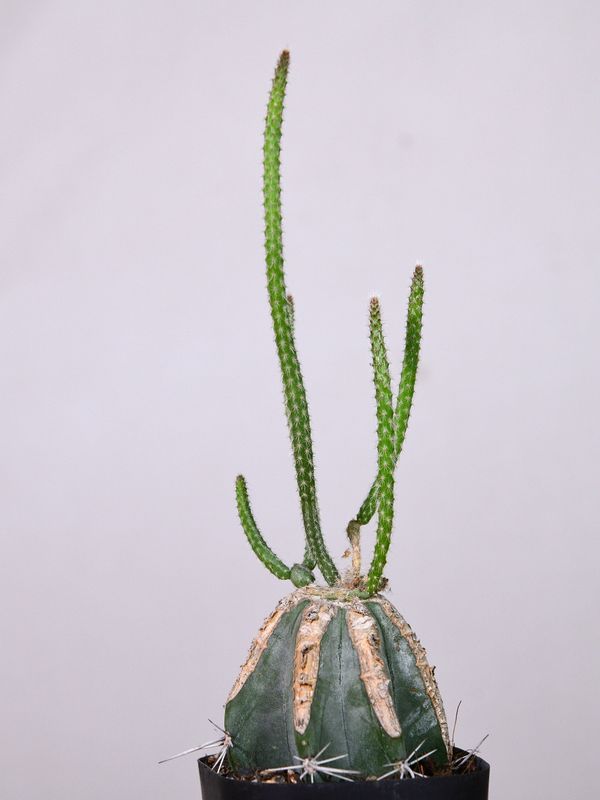 Wilcoxia schmollii grafted plant