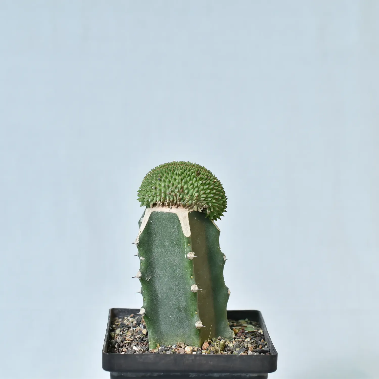 Euphorbia Suzzane Pine Crest