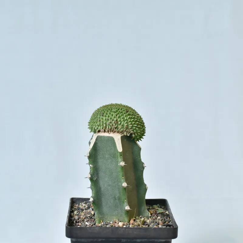 Euphorbia Suzzane Pine Crest