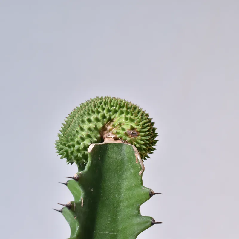 Euphorbia Suzzane Pine Crest