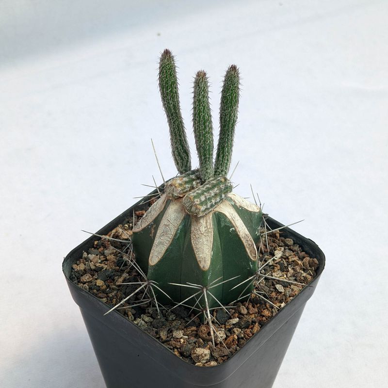 Wilcoxia Poselgeri