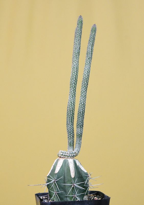 Wilcoxia poselgeri whole plant