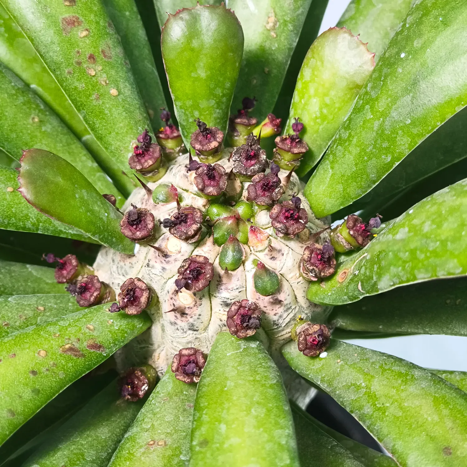 Euphorbia unispina
