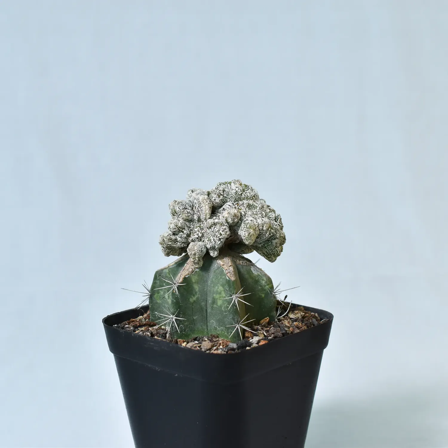Astrophytum myriostigma Onzuka Crest Astrophytum myriostigma Onzuka Crest