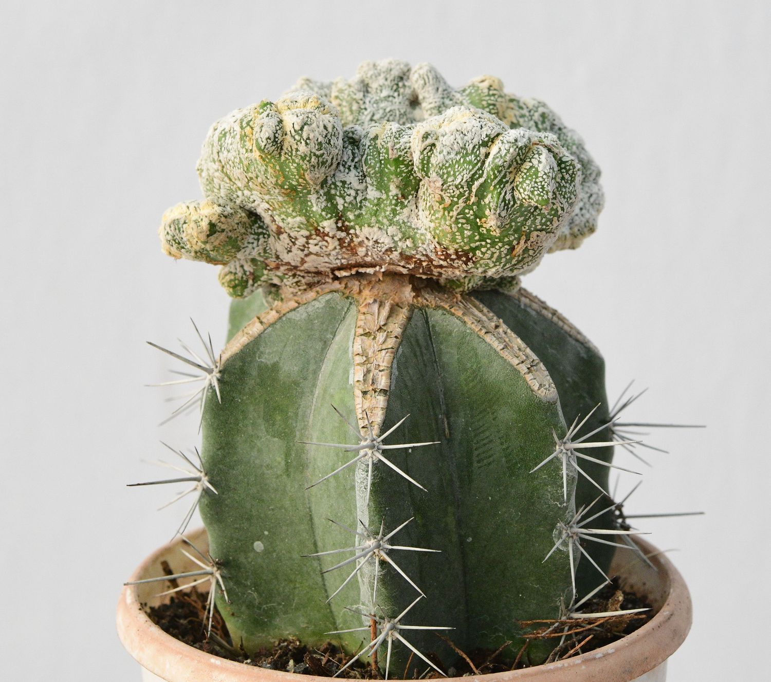 Astrophytum myriostigma Onzuka Crest Astrophytum myriostigma Onzuka Crest