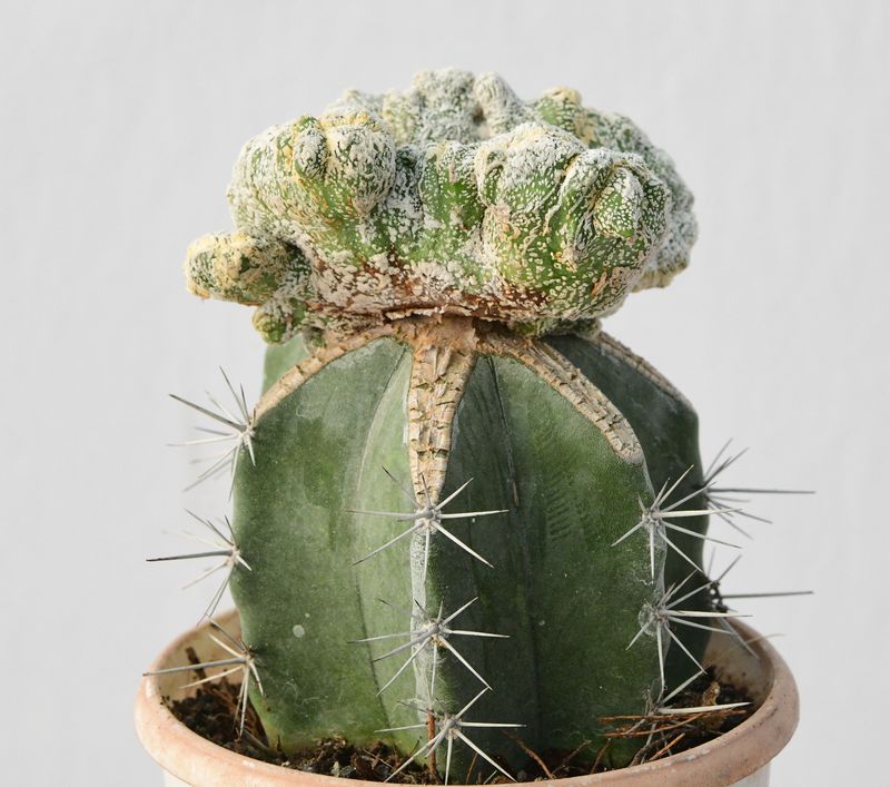 Astrophytum myriostigma Onzuka Crest