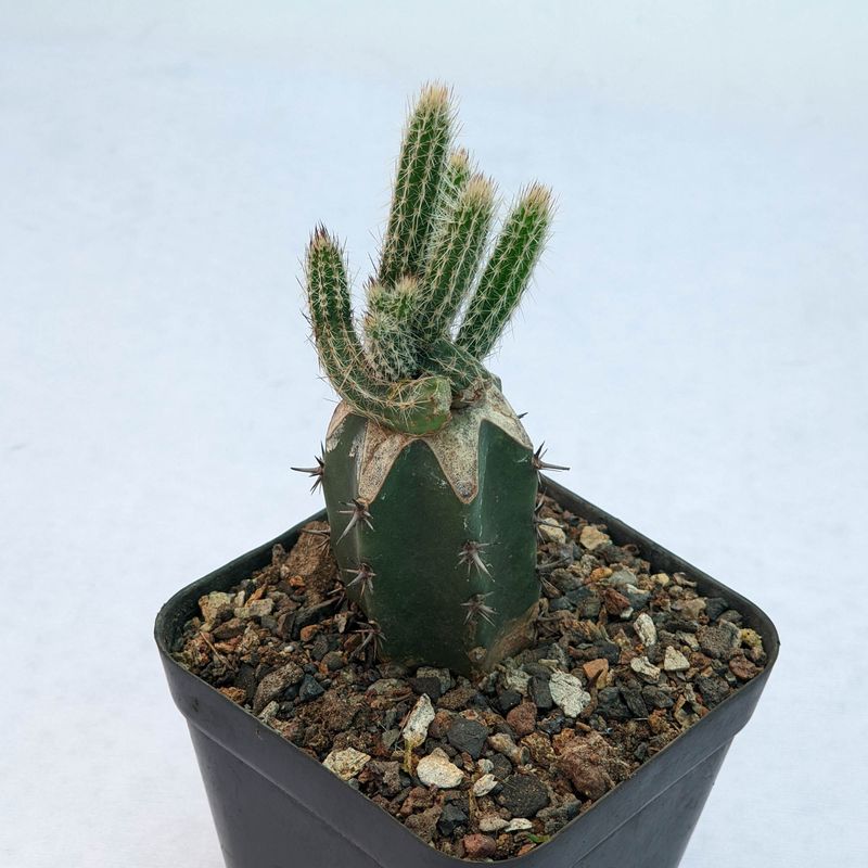 Wilcoxia kroenleinii