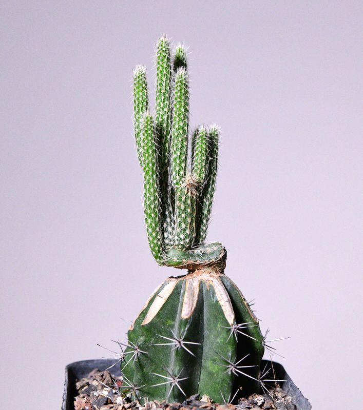 Wilcoxia kroenleinii grafted plant