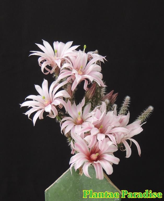 Wilcoxia schmollii (Echinocereus schmollii)-Flower