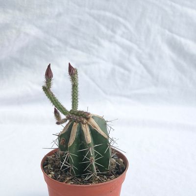 Wilcoxia schmollii (Echinocereus schmollii)