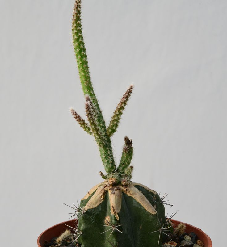 Wilcoxia schmollii (Echinocereus schmollii)