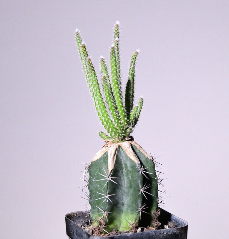 Wilcoxia schmollii grafted plant