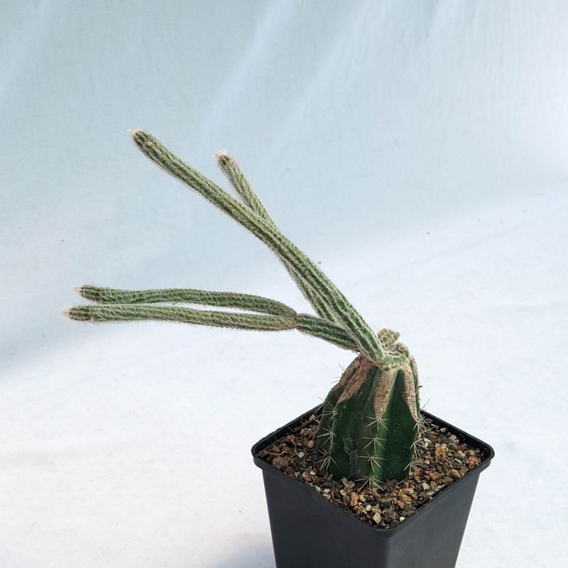 Wilcoxia schmollii (Echinocereus schmollii)