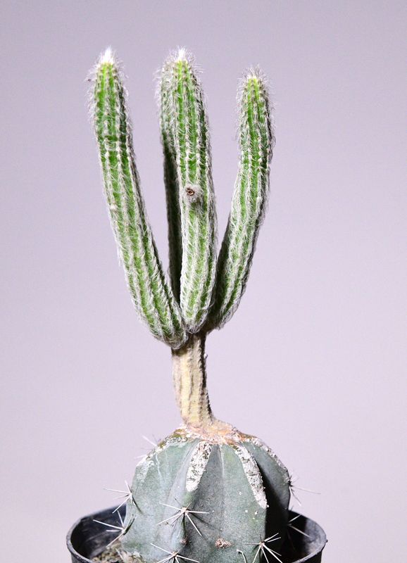 Wilcoxia schmollii grafted plant