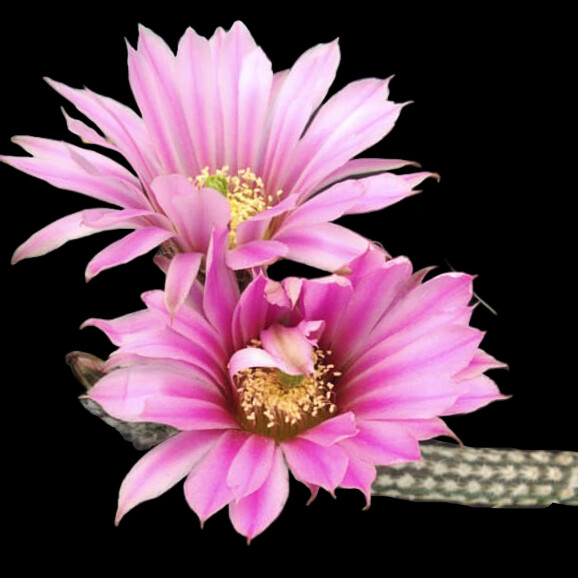 Wilcoxia poselgeri in bloom with pink flowers