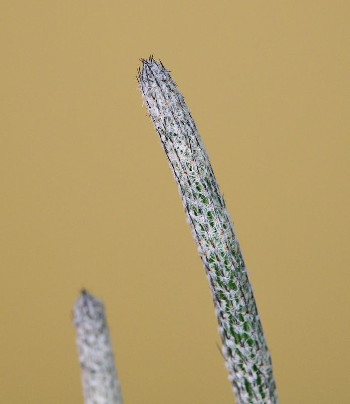 Wilcoxia poselgeri whole plant