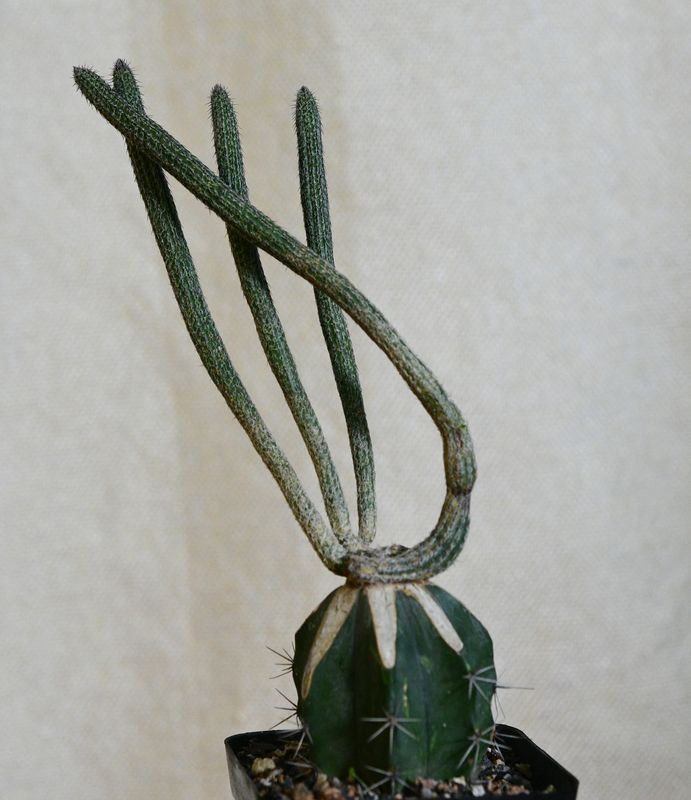 Wilcoxia poselgeri potted plant with curved stems