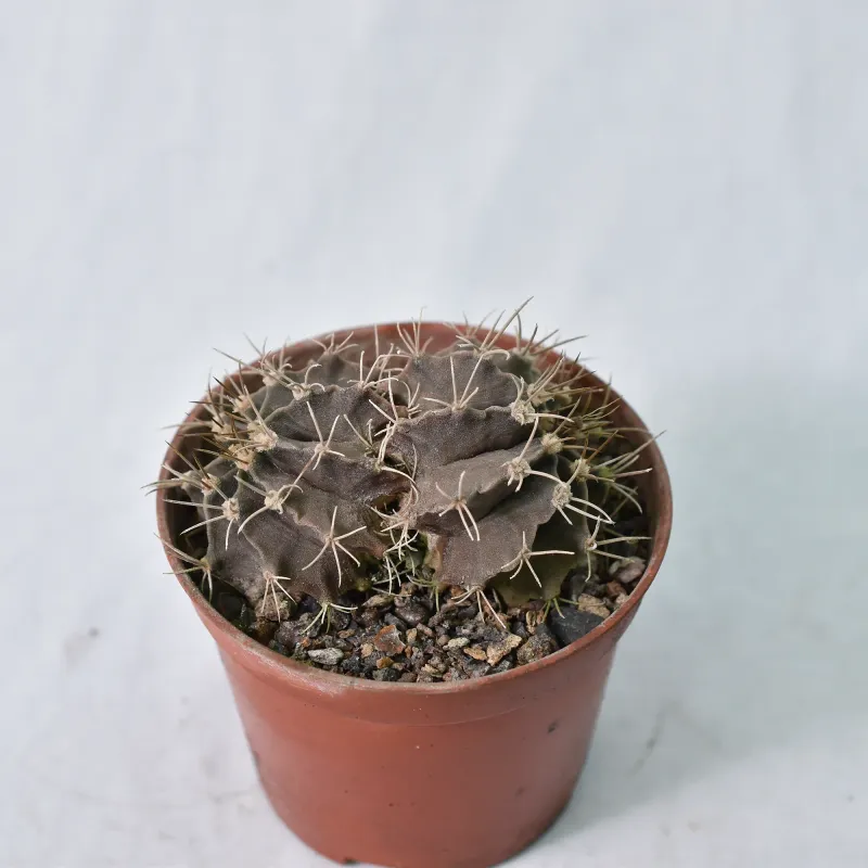Gymnocalycium Mihanovichii Var Friedrichii
