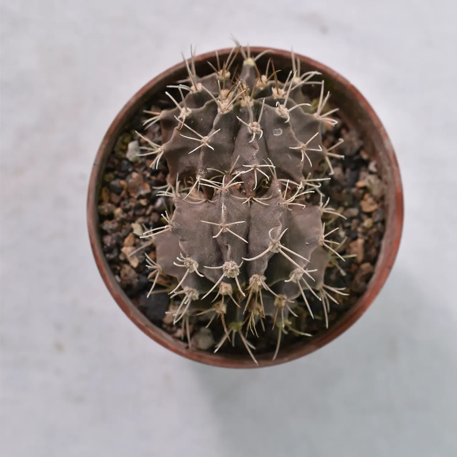 Gymnocalycium Mihanovichii Var Friedrichii