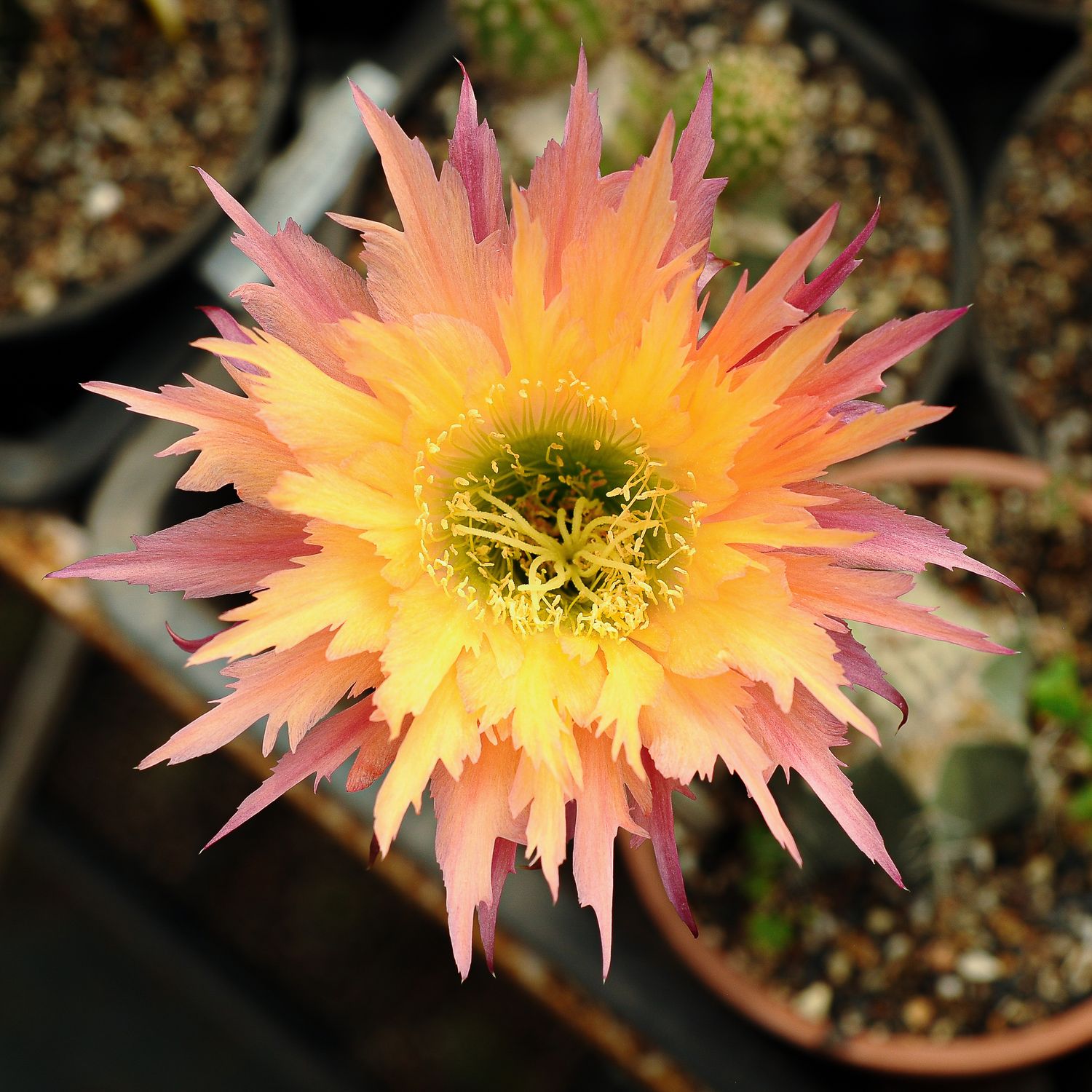 Trichocerous hybrid SUPER APRICOT Rooted in full bloom with apricot and pink petals