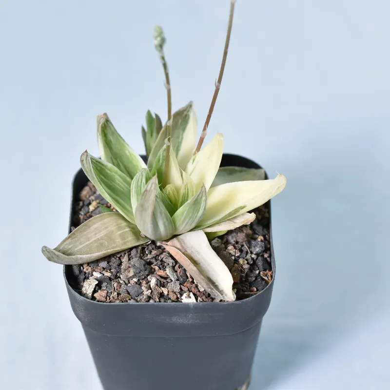 Haworthia cymbiformis variegated
