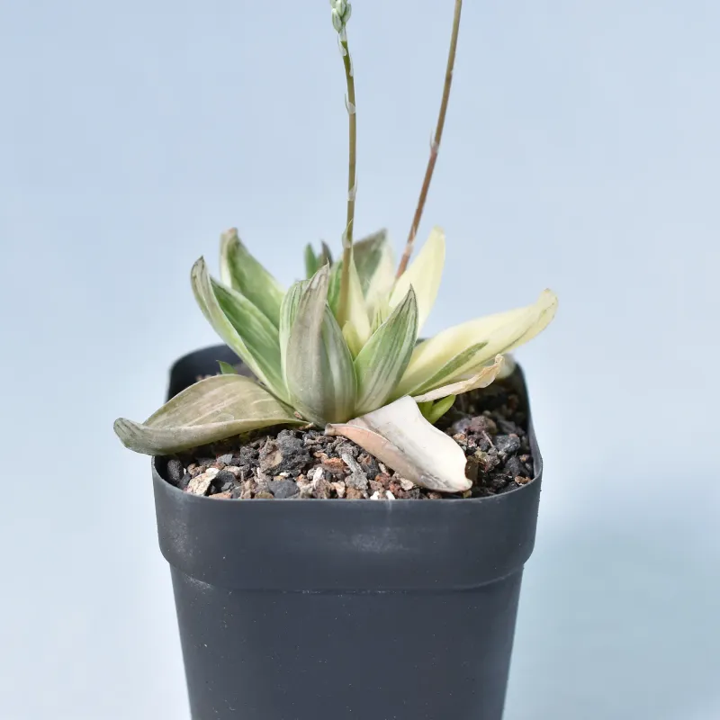 Haworthia cymbiformis variegated