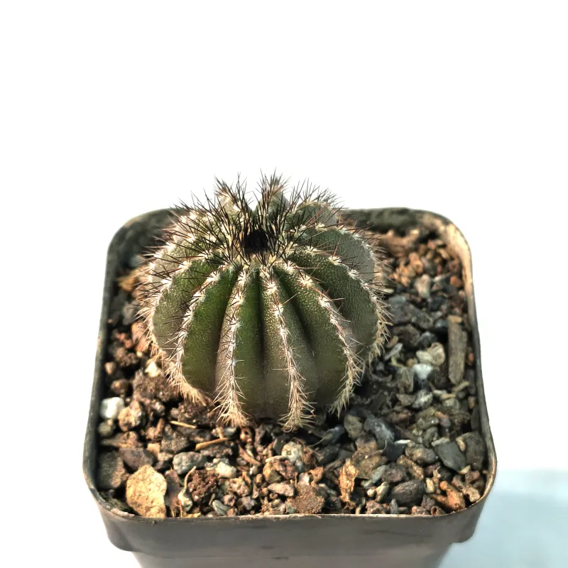 Uebelmannia pectinifera