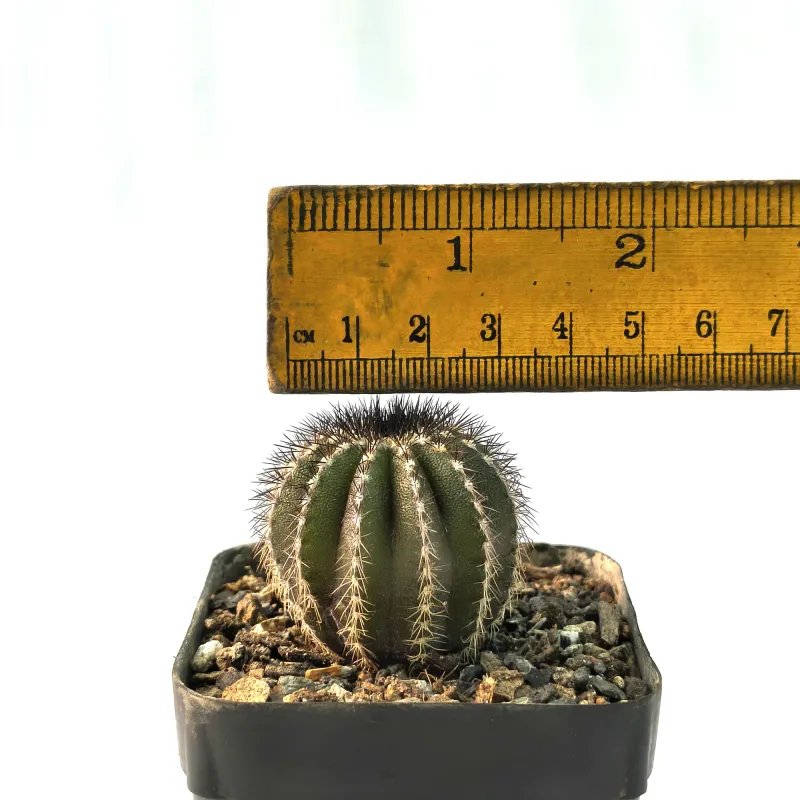 Uebelmannia pectinifera