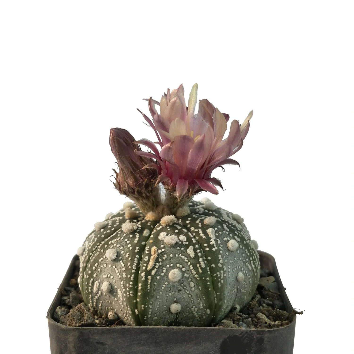 Astrophytum asterias AKABANA (Pink Flower) Astrophytum asterias AKABANA (Pink Flower)
