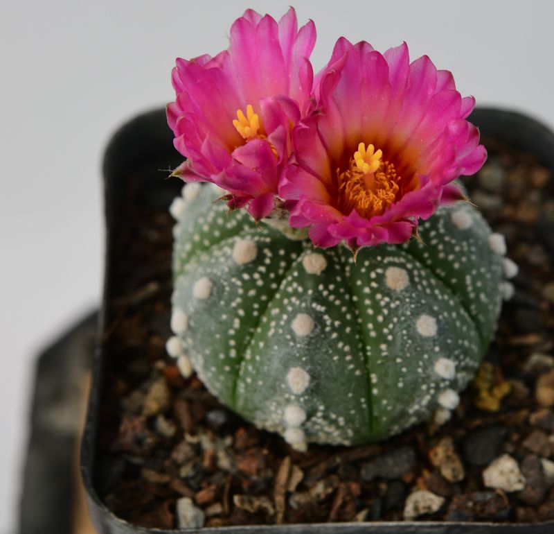 Astrophytum asterias AKABANA (Pink Flower)