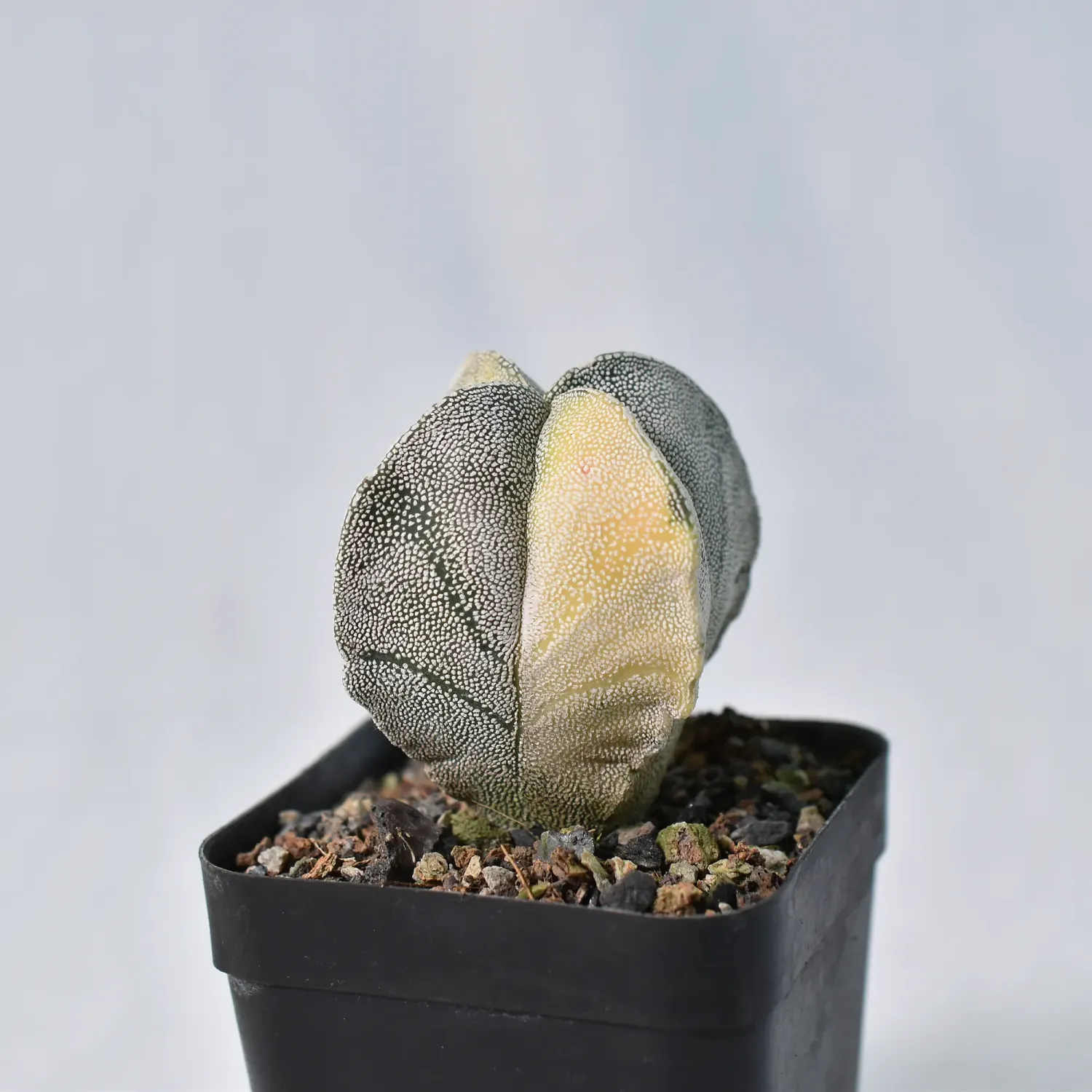 Astrophytum myriostigma Quadricostatum Variegated Astrophytum myriostigma Quadricostatum Variegated