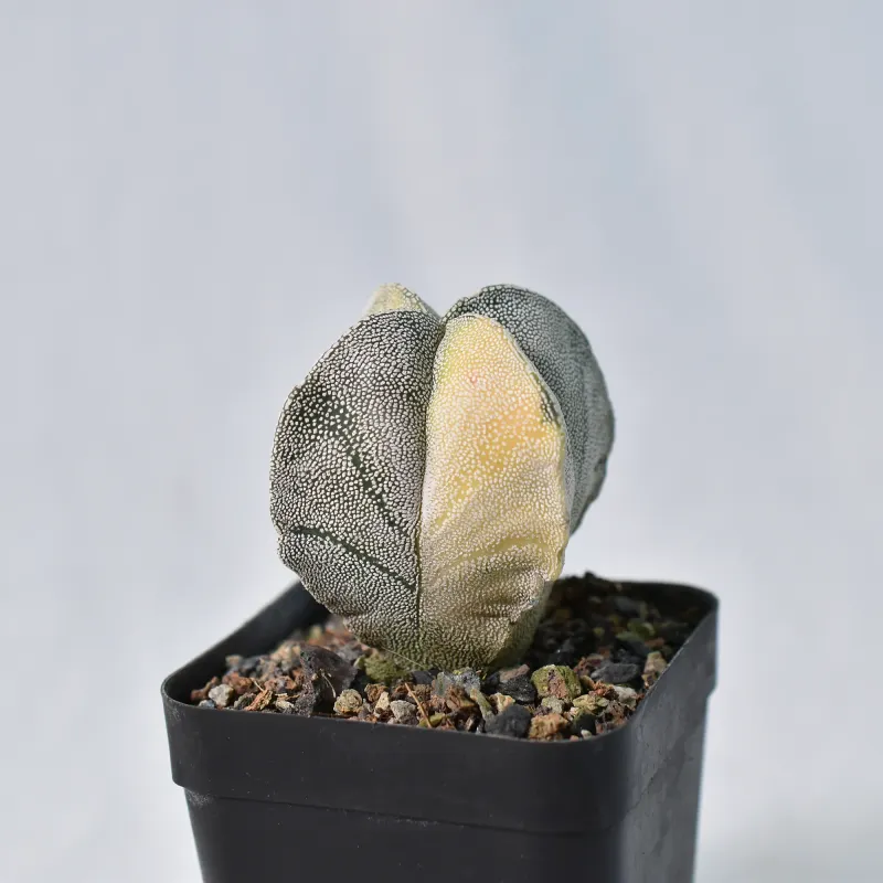Astrophytum myriostigma Quadricostatum Variegated