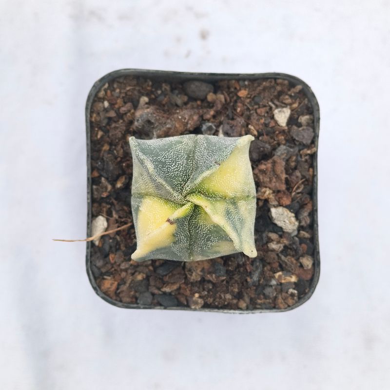 Astrophytum myriostigma Quadricostatum Variegated