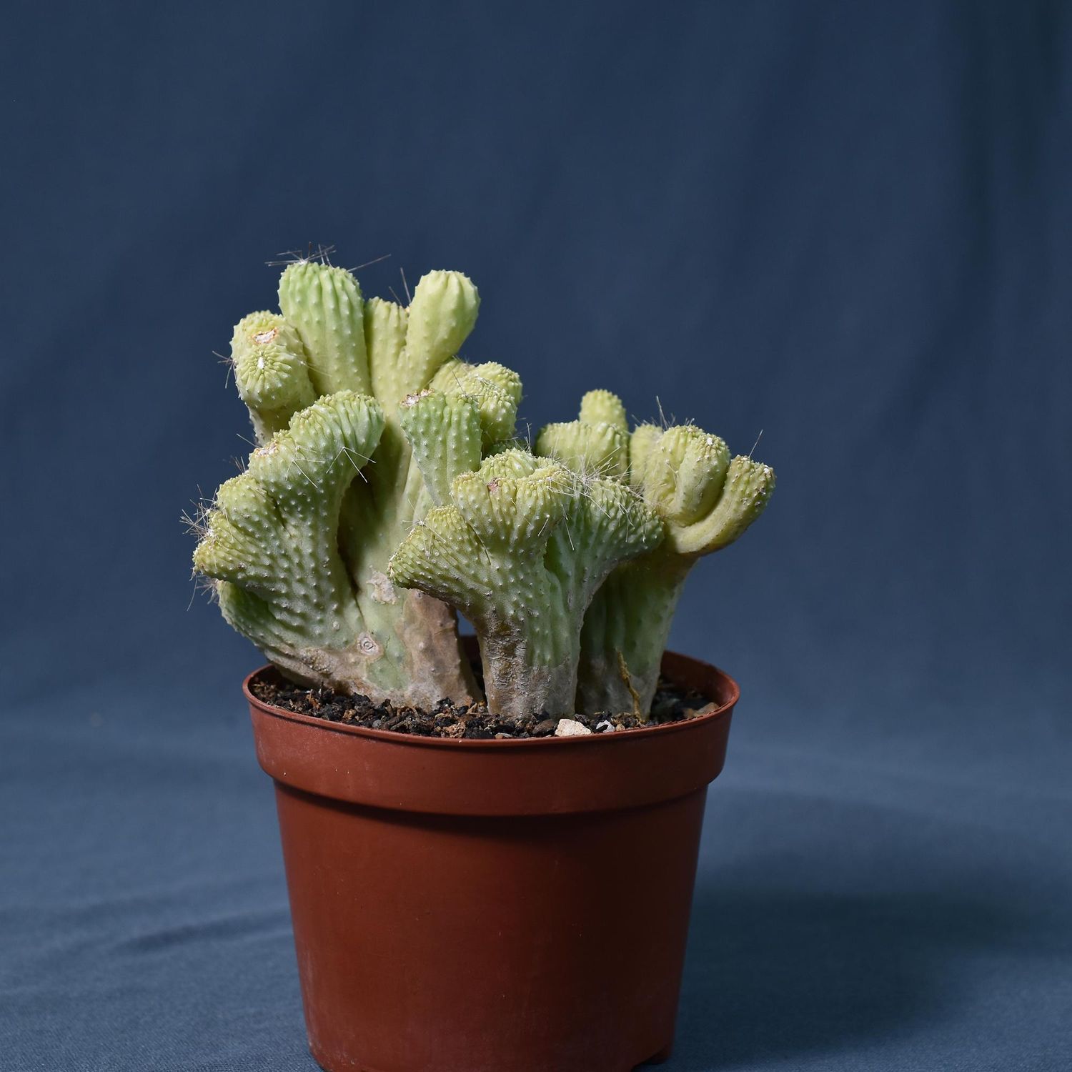 Cereus CV. Wild Crest