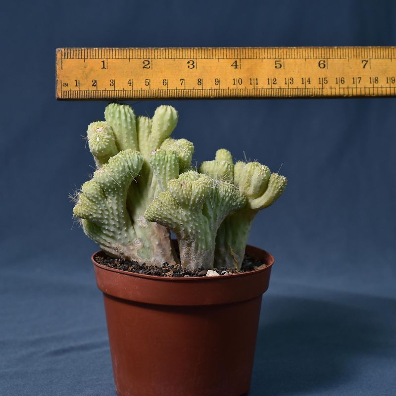 Cereus CV. Wild Crest