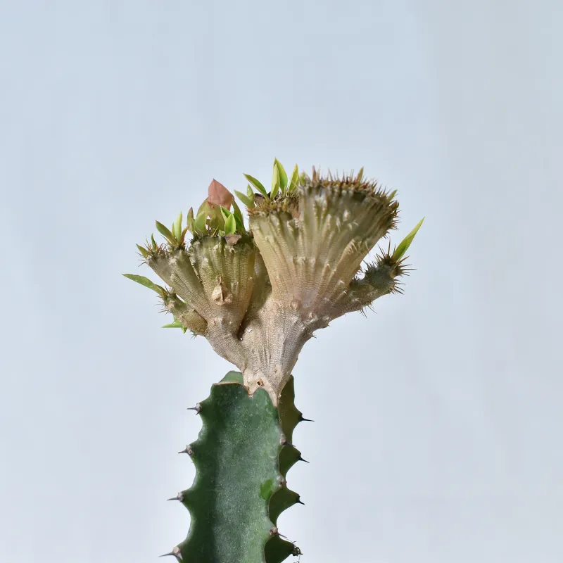 Euphorbia milli crest