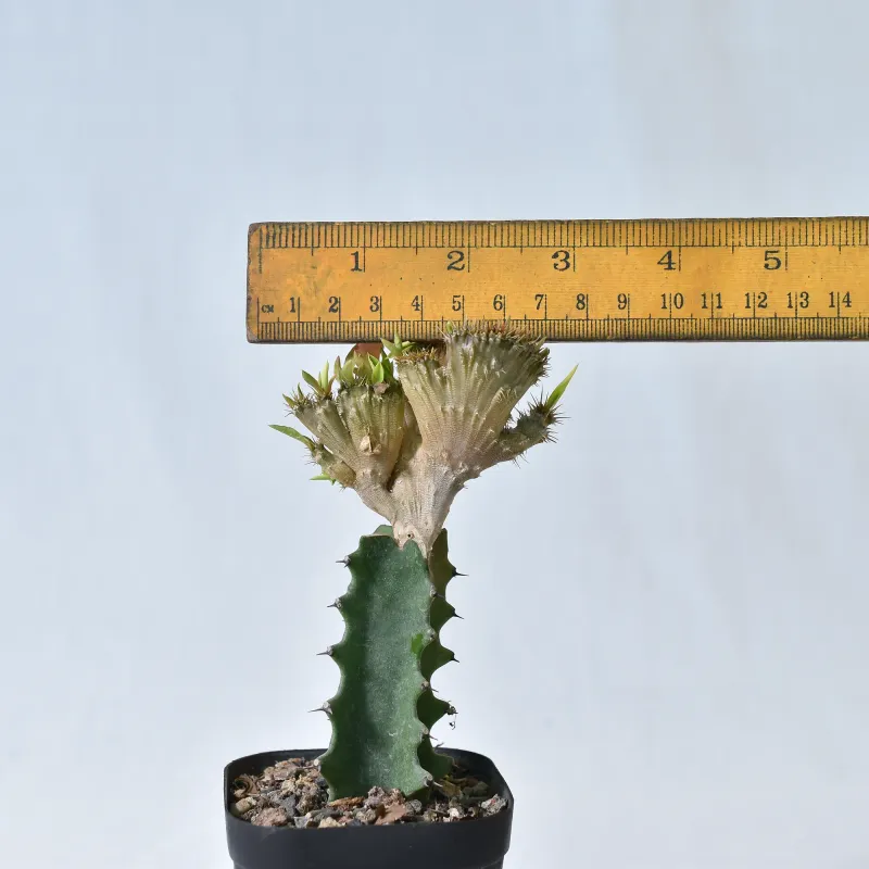 Euphorbia milli crest